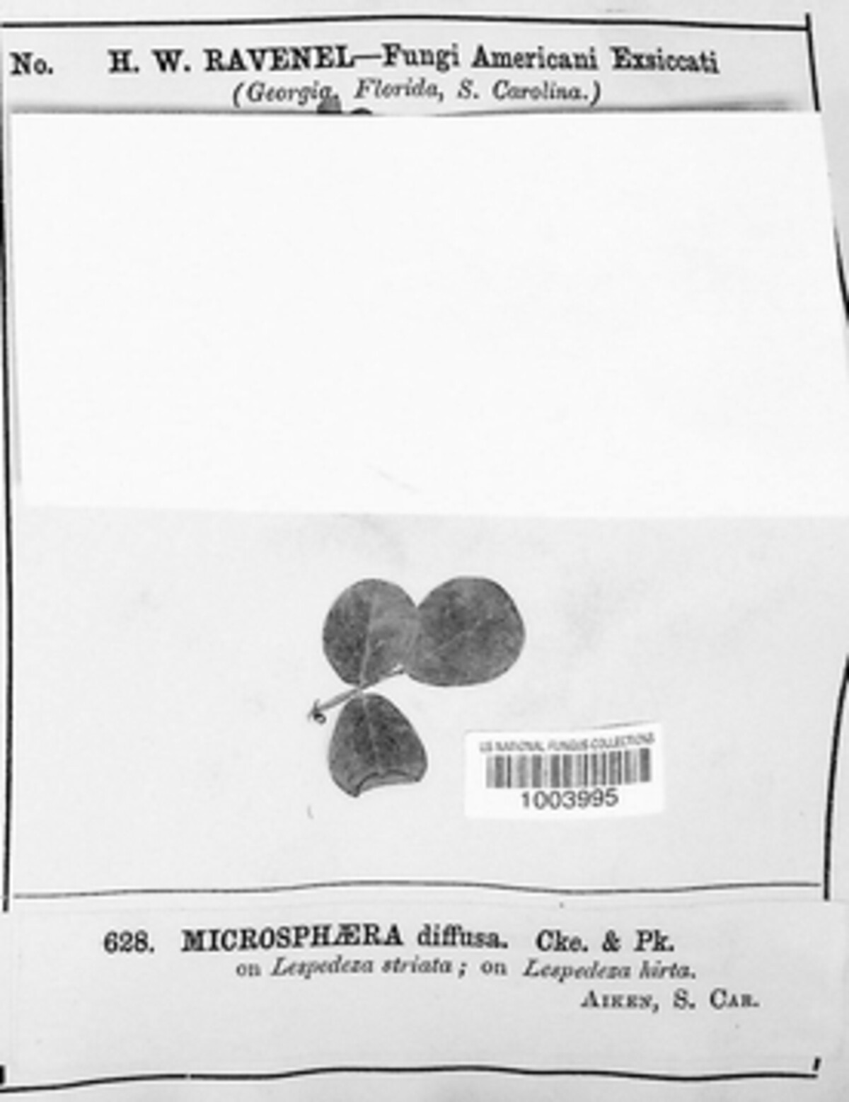 Erysiphe diffusa image